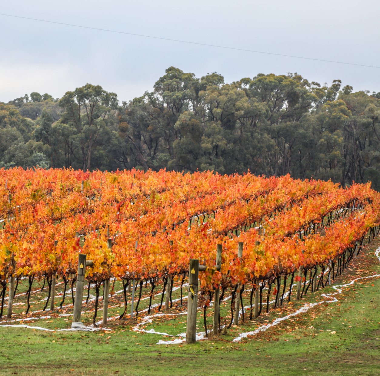 Virgin Hills Wine